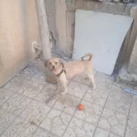 سگ پا کوتاه|سگ|کرمانشاه, |دیوار