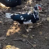 اردک خارجی7ماهه|حیوانات مزرعه|گتاب, |دیوار