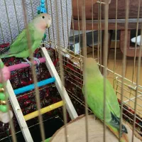 طوطی برزیلی لپ هلویی|پرنده|ملارد, |دیوار