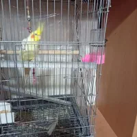 سلام یک دانه عروس هلندی دارم ۱200تومان