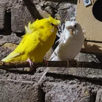 مرغ عشق پروانه ای|پرنده|فردوس (خراسان), |دیوار