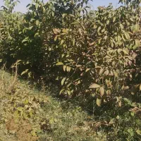 نهال چنارمشهد*مقاوم ترین چنارباشرایط آب وهوای مشهد|خدمات باغبانی و درختکاری|مشهد, نوید|دیوار