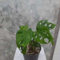 طبیعت را به خانه بباورید|گل و گیاه طبیعی|اهواز, ۳۰ متری|دیوار