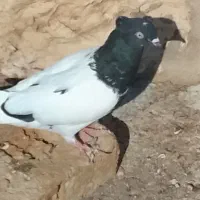 کله سیاه|پرنده|شیروان (خراسان), |دیوار