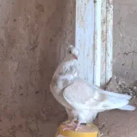 کله سفید و ساده|پرنده|آیسک, |دیوار