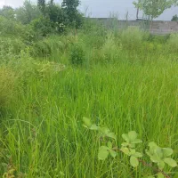 روستایی زمین۳۰۰متر