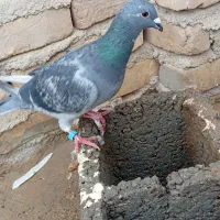 اسباز بازی کبوتر کفتر