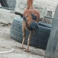 سلام پراید 84 دارم