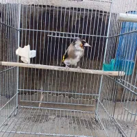 پرنده سهره زاغ و چونه سفید‌|پرنده|ری, دولت‌آباد|دیوار