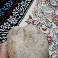 فسیل صدف