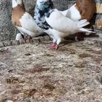 طوقی|پرنده|درگز, |دیوار