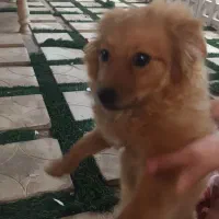 سگ پامر|سگ|مسجد سلیمان, |دیوار