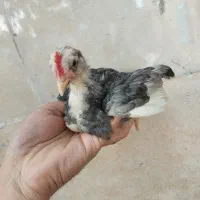 جوجه گلین