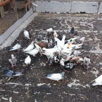 فروش کبوتر پرشی بخاطرنداشتن جا