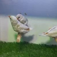 الماسی فنچ|پرنده|تهران, زنجان جنوبی|دیوار