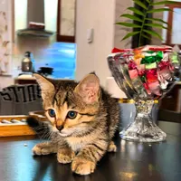 گربه مصری|گربه|کلارآباد, |دیوار