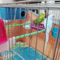 فروش مرغ عشق|پرنده|ابهر, |دیوار