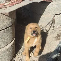 سگ سرابی|سگ|کرمانشاه, |دیوار