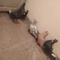 کبوتر.کفتر .پرنده|پرنده|راین, |دیوار