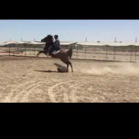 اسب کرد مدرک دار