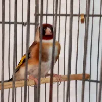 سهره سرخ قواردار