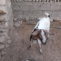 نری