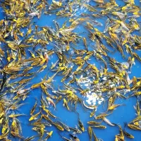 مجموعه کامل تکثیر پرورش و فروش ماهی کوی|ماهی|کرمان, |دیوار