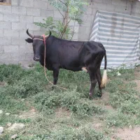 گاو وگوساله ماده تازه زایمان شیری
