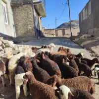 تعداد 35راس گوسفند میش و بره اشک اناری مالچه
