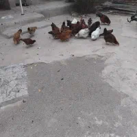 فروشی مرغ و خروس|حیوانات مزرعه|هیر, |دیوار