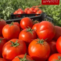 بذر گوجه فرنگی وادارو 1012 و 21700|خدمات باغبانی و درختکاری|قزوین, |دیوار