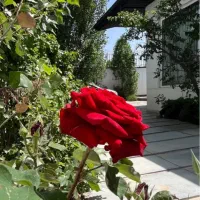 اجاره-سالیانه-ویلا-سه-خوابه-سعیداباد