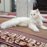 گربه پرشین بیرتیش