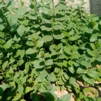 نهال کنار