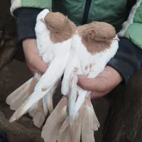 کفتر سینه زرد. کله.  طوقی