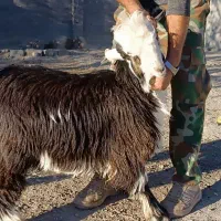 بز نر اصیل بختیاری شهرکردی مولد|حیوانات مزرعه|شیروان (خراسان), |دیوار