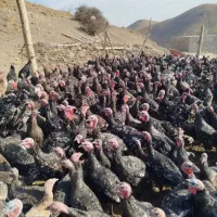 بوقلمون برنز و بیوتی و برنز|حیوانات مزرعه|دهگلان, |دیوار