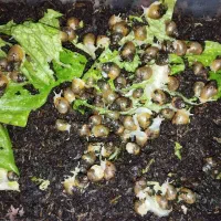 حلزون مولد وبچه ونوزاد