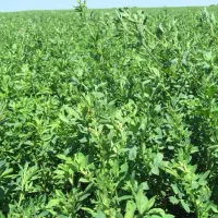 بذرقره یونجه اصیل با راندمان بالاوتناژ ۹تن درهکتار