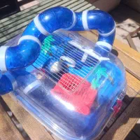 همستر نژاد کانادایی جفت با قفس