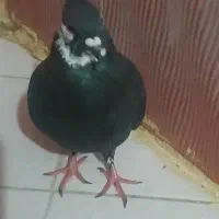 کبوتر دم سفید