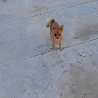 واگذاری سگ پاکوتاه پامرین و شیتزو