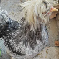 خروس سلطان|حیوانات مزرعه|شیراز, پودنک|دیوار