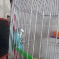 چهار عدد مرغ عشق|پرنده|چهاردانگه (تهران), |دیوار