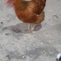 مرغ محلی|حیوانات مزرعه|مریوان, |دیوار