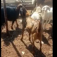 بزغاله نژاد افغان بدون ذره ای ناخالصی