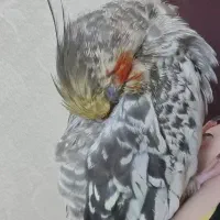 عروس هلندی ۵ تومن