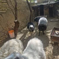 بره نر افشاری قوچ افشاری جوان و سرحال و زیرک|حیوانات مزرعه|تفت, |دیوار