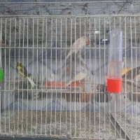 قناری تک رنگ ۱۴۰۰ تومان