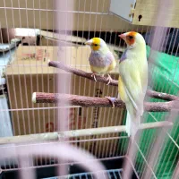 فنچ گلدین ماده ۲ عدد معاوضه با نر